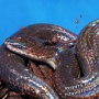 Змея лучистая (Xenopeltis unicolor), L
