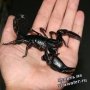 Скорпион индонезийский гигантский (Hetrometrus longimanus)