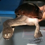 Черепаха змеиношейная (Macrochelodina siebenrocki)