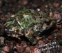 Узкорот мраморный лопатоногий (Scaphiophryne marmorata)