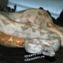 Удав обыкновенный о. Хог (Boa constrictor imperator Hog Island), самка